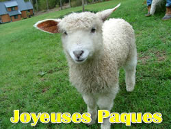 Image Agneau P�ques