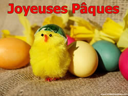 Images Gratuites Poussin P�ques